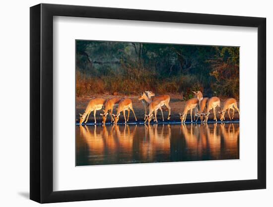 Impala Herd (Aepyceros Melampus) Drinking Water - Kruger National Park (South Africa)-Johan Swanepoel-Framed Photographic Print