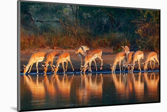 Impala Herd (Aepyceros Melampus) Drinking Water - Kruger National Park (South Africa)-Johan Swanepoel-Mounted Photographic Print