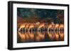 Impala Herd (Aepyceros Melampus) Drinking Water - Kruger National Park (South Africa)-Johan Swanepoel-Framed Photographic Print