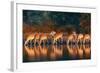 Impala Herd (Aepyceros Melampus) Drinking Water - Kruger National Park (South Africa)-Johan Swanepoel-Framed Photographic Print