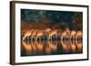 Impala Herd (Aepyceros Melampus) Drinking Water - Kruger National Park (South Africa)-Johan Swanepoel-Framed Photographic Print