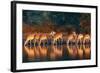 Impala Herd (Aepyceros Melampus) Drinking Water - Kruger National Park (South Africa)-Johan Swanepoel-Framed Photographic Print