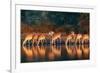 Impala Herd (Aepyceros Melampus) Drinking Water - Kruger National Park (South Africa)-Johan Swanepoel-Framed Photographic Print