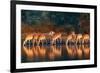 Impala Herd (Aepyceros Melampus) Drinking Water - Kruger National Park (South Africa)-Johan Swanepoel-Framed Photographic Print