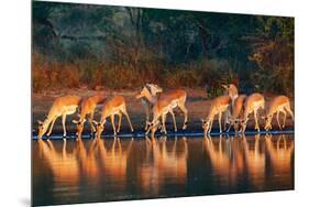 Impala Herd (Aepyceros Melampus) Drinking Water - Kruger National Park (South Africa)-Johan Swanepoel-Mounted Photographic Print