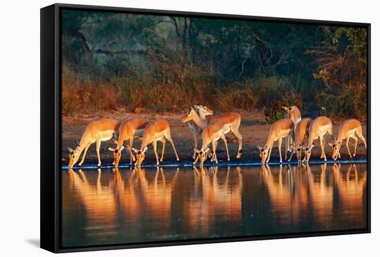 Impala Herd (Aepyceros Melampus) Drinking Water - Kruger National Park (South Africa)-Johan Swanepoel-Framed Stretched Canvas