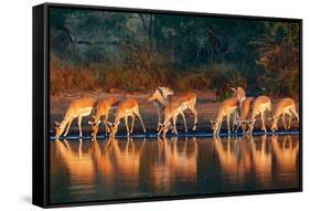 Impala Herd (Aepyceros Melampus) Drinking Water - Kruger National Park (South Africa)-Johan Swanepoel-Framed Stretched Canvas