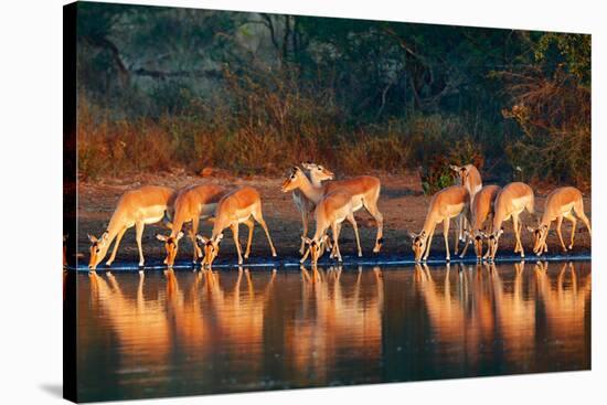 Impala Herd (Aepyceros Melampus) Drinking Water - Kruger National Park (South Africa)-Johan Swanepoel-Stretched Canvas