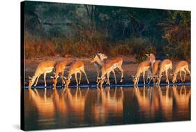 Impala Herd (Aepyceros Melampus) Drinking Water - Kruger National Park (South Africa)-Johan Swanepoel-Stretched Canvas