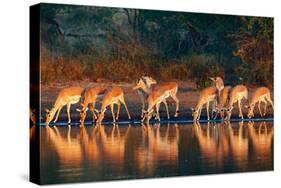 Impala Herd (Aepyceros Melampus) Drinking Water - Kruger National Park (South Africa)-Johan Swanepoel-Stretched Canvas