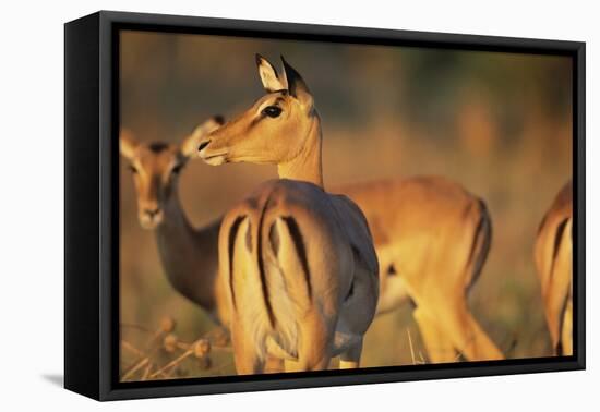 Impala Herd-Paul Souders-Framed Stretched Canvas