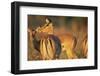 Impala Herd-Paul Souders-Framed Photographic Print