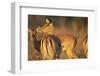Impala Herd-Paul Souders-Framed Photographic Print
