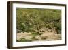 Impala Herd-Mary Ann McDonald-Framed Photographic Print