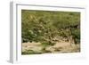 Impala Herd-Mary Ann McDonald-Framed Photographic Print