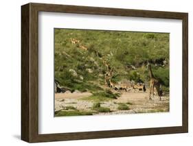 Impala Herd-Mary Ann McDonald-Framed Photographic Print