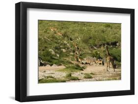 Impala Herd-Mary Ann McDonald-Framed Photographic Print