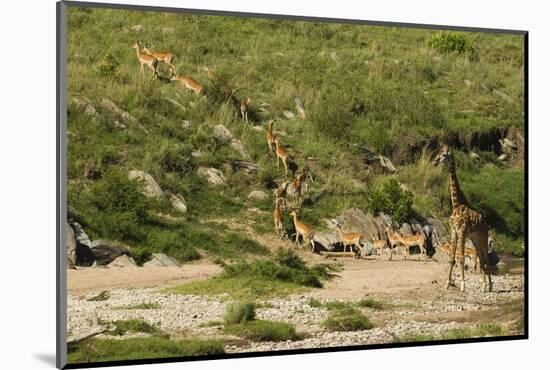 Impala Herd-Mary Ann McDonald-Mounted Photographic Print