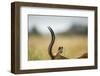 Impala Horns, Moremi Game Reserve, Botswana-Paul Souders-Framed Photographic Print