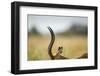 Impala Horns, Moremi Game Reserve, Botswana-Paul Souders-Framed Photographic Print