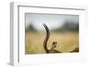 Impala Horns, Moremi Game Reserve, Botswana-Paul Souders-Framed Photographic Print