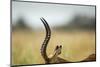 Impala Horns, Moremi Game Reserve, Botswana-Paul Souders-Mounted Photographic Print