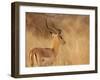 Impala in Tall Bushman Grass, Mahango Game Reserve, Namibia-Wendy Kaveney-Framed Photographic Print