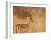 Impala in Tall Bushman Grass, Mahango Game Reserve, Namibia-Wendy Kaveney-Framed Photographic Print