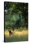 Impala in the Morning Light-Paul Souders-Stretched Canvas