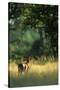 Impala in the Morning Light-Paul Souders-Stretched Canvas