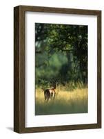 Impala in the Morning Light-Paul Souders-Framed Photographic Print