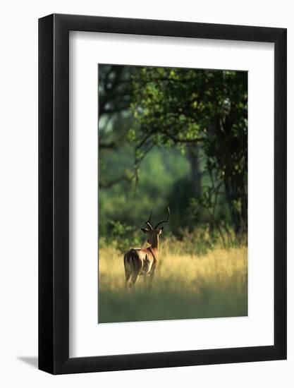 Impala in the Morning Light-Paul Souders-Framed Photographic Print