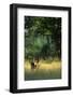 Impala in the Morning Light-Paul Souders-Framed Photographic Print