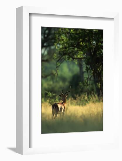 Impala in the Morning Light-Paul Souders-Framed Photographic Print