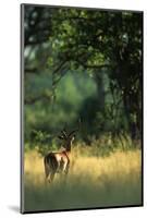 Impala in the Morning Light-Paul Souders-Mounted Photographic Print