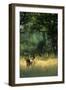 Impala in the Morning Light-Paul Souders-Framed Photographic Print