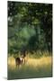 Impala in the Morning Light-Paul Souders-Mounted Photographic Print