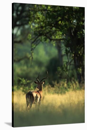 Impala in the Morning Light-Paul Souders-Stretched Canvas