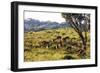 Impala, Isimangaliso Greater St. Lucia Wetland Park, UNESCO World Heritage Site, South Africa-Christian Kober-Framed Photographic Print