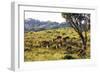 Impala, Isimangaliso Greater St. Lucia Wetland Park, UNESCO World Heritage Site, South Africa-Christian Kober-Framed Photographic Print