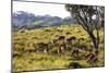 Impala, Isimangaliso Greater St. Lucia Wetland Park, UNESCO World Heritage Site, South Africa-Christian Kober-Mounted Photographic Print