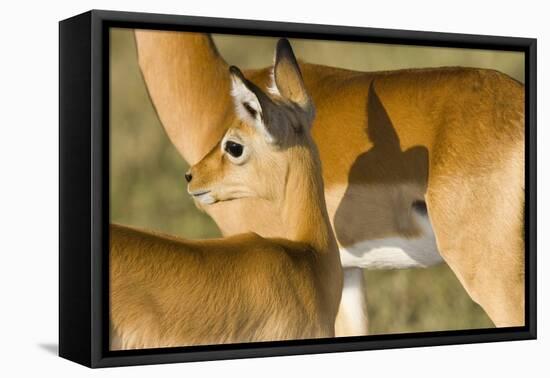 Impala, Kenya Africa-Darrell Gulin-Framed Stretched Canvas