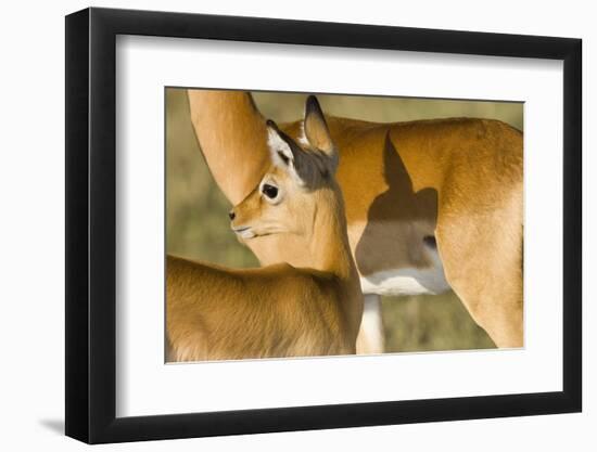 Impala, Kenya Africa-Darrell Gulin-Framed Photographic Print