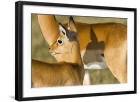 Impala, Kenya Africa-Darrell Gulin-Framed Photographic Print