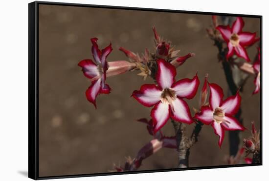 Impala Lily-DLILLC-Framed Stretched Canvas