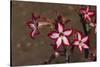 Impala Lily-DLILLC-Stretched Canvas