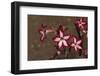 Impala Lily-DLILLC-Framed Photographic Print