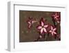 Impala Lily-DLILLC-Framed Photographic Print