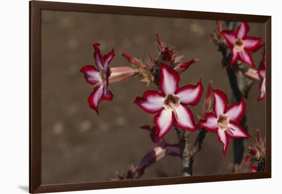 Impala Lily-DLILLC-Framed Photographic Print