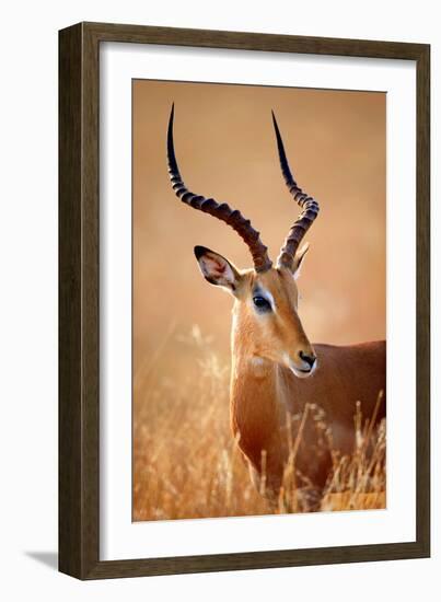 Impala Male (Aepyceros Melampus) Portrait Close-Up - Kruger National Park (South Africa)-Johan Swanepoel-Framed Photographic Print